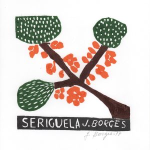 Seriguela
