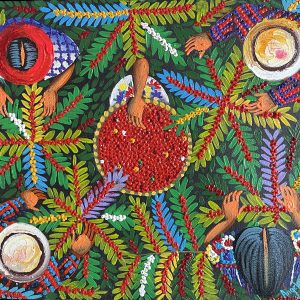 Coffee Harvest - Bird's eye View