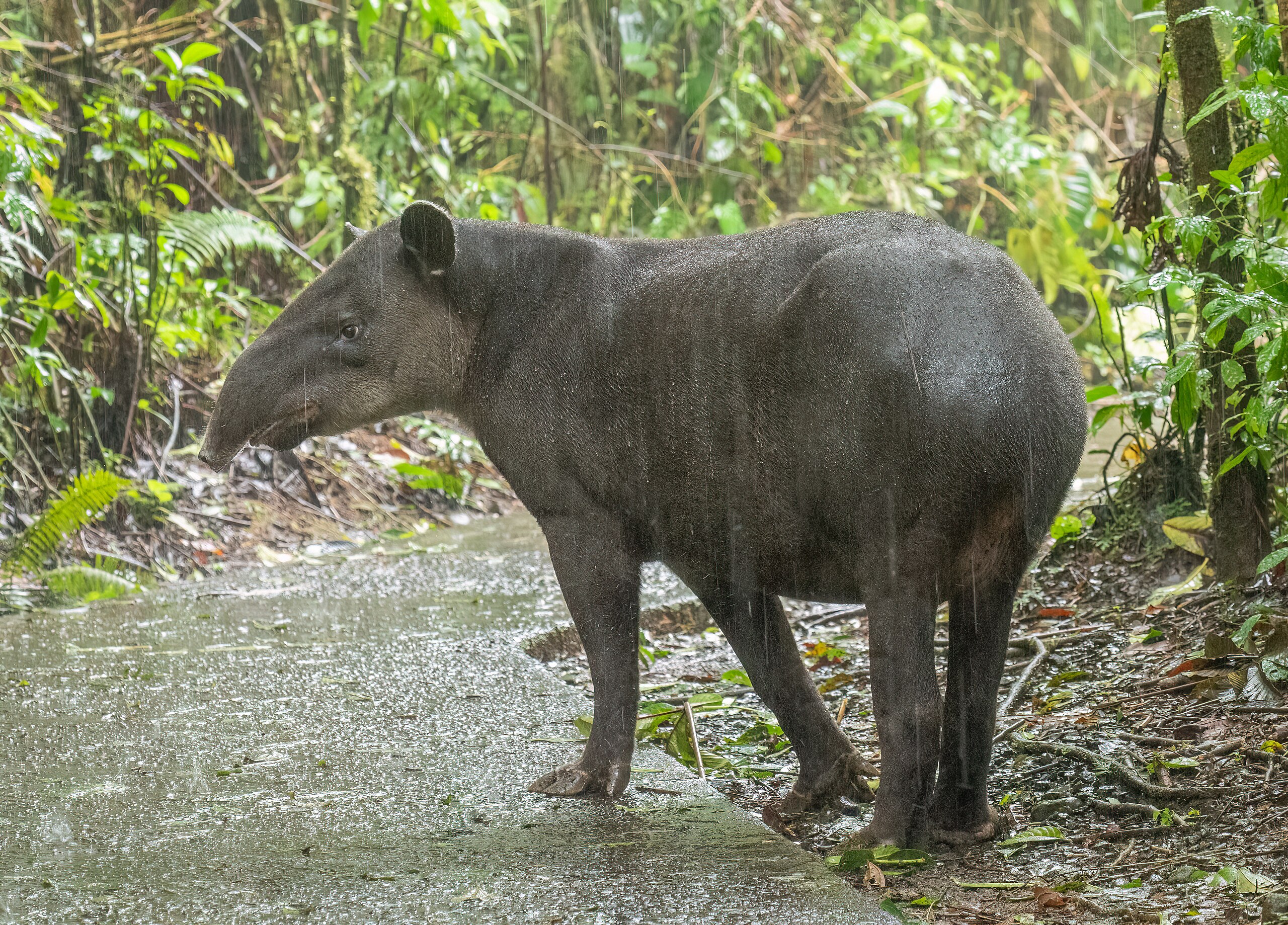 Tapir Mask